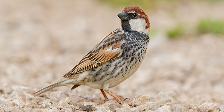 foto di passeriformi