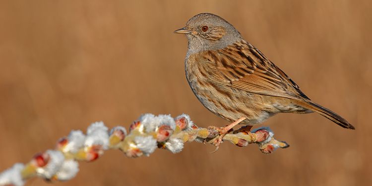 Photos of passerines