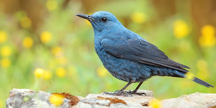 Photos of passerines