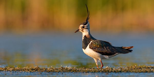 foto di uccelli caradriformi