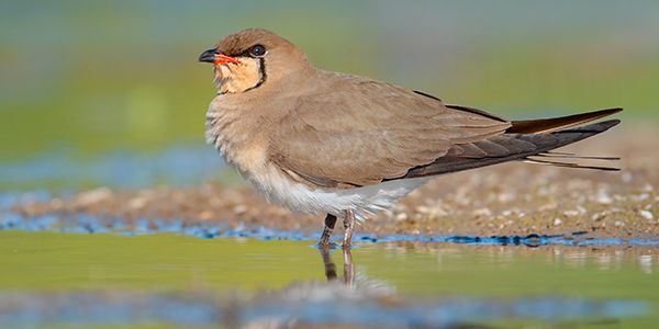 foto di uccelli caradriformi