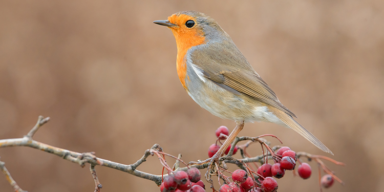 Photos of passerines