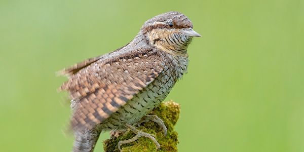 Birds photography