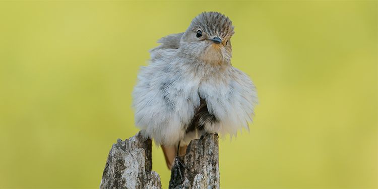 foto di muscicapidi