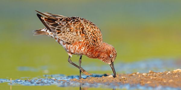 foto di uccelli caradriformi