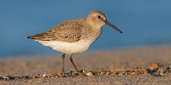 foto di uccelli caradriformi