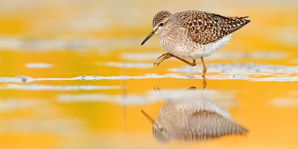 photos of waders