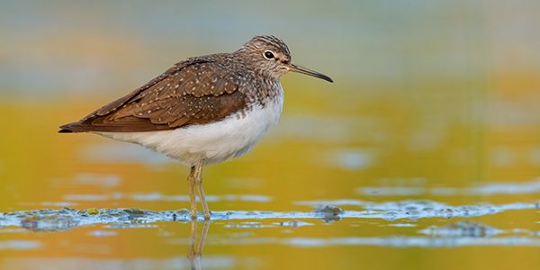 photos of waders