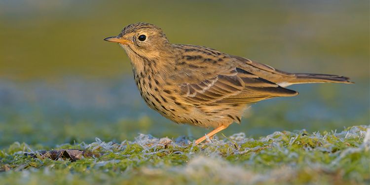 Photos of passerines