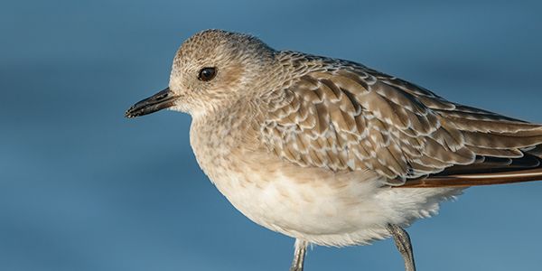 foto di uccelli caradriformi