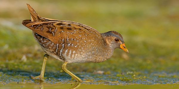 foto di uccelli acquatici