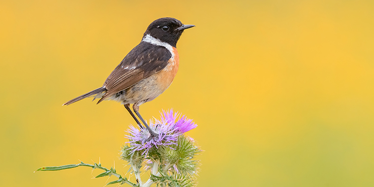 Photos of passerines