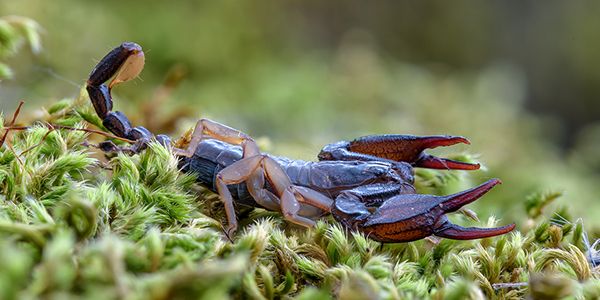 Italian animals and fauna