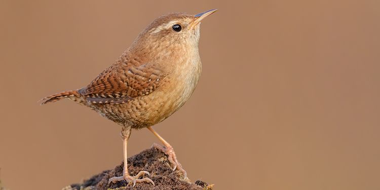 Photos of passerines