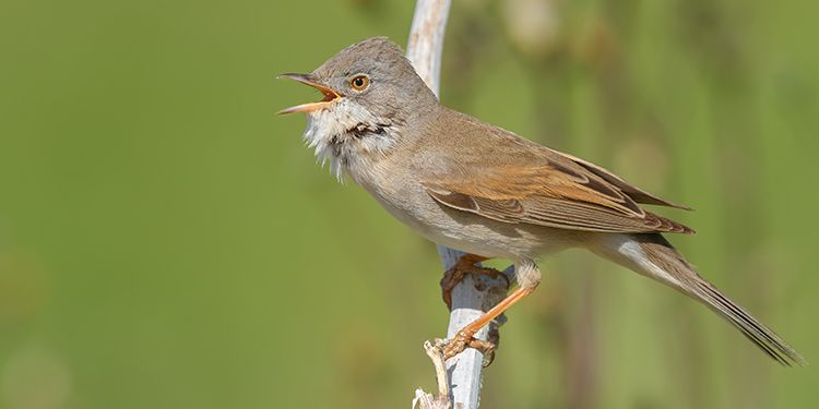 foto di passeriformi