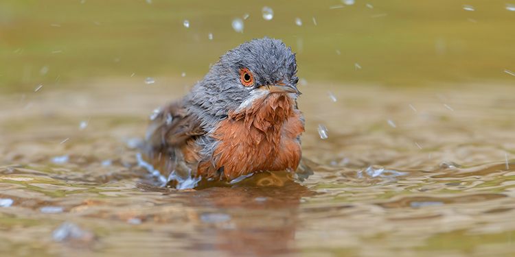 Photos of passerines