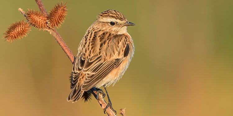 Photos of passerines