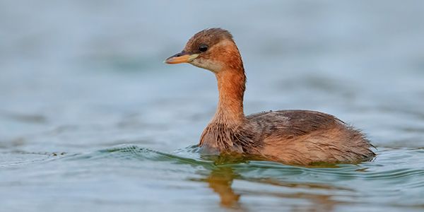 foto di uccelli acquatici