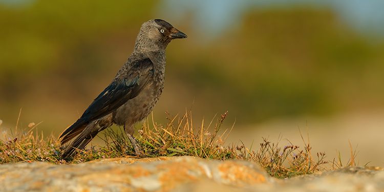 foto di corvidi