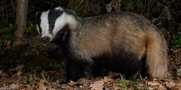 Italian animals and fauna