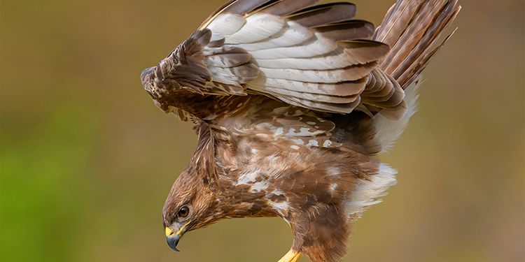 Birds photography