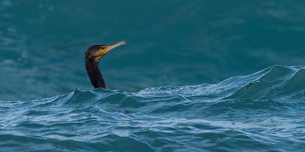 foto di uccelli acquatici