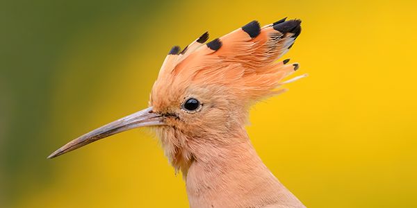 Birds photography