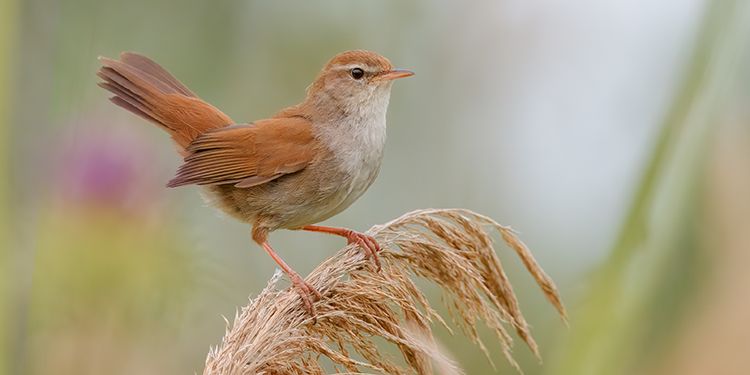 foto di passeriformi