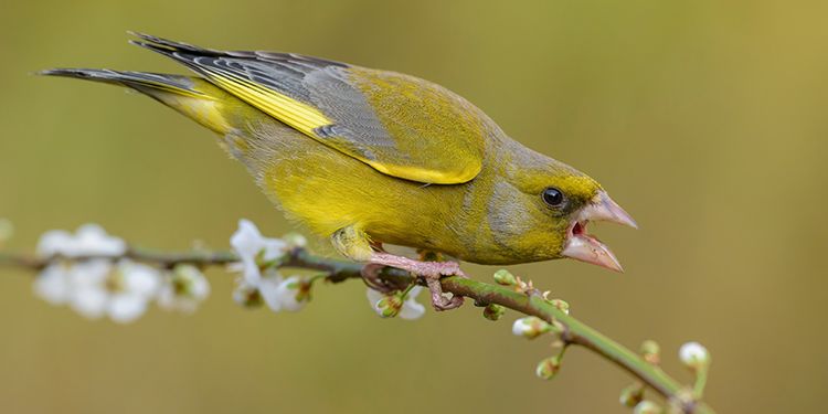 foto di passeriformi