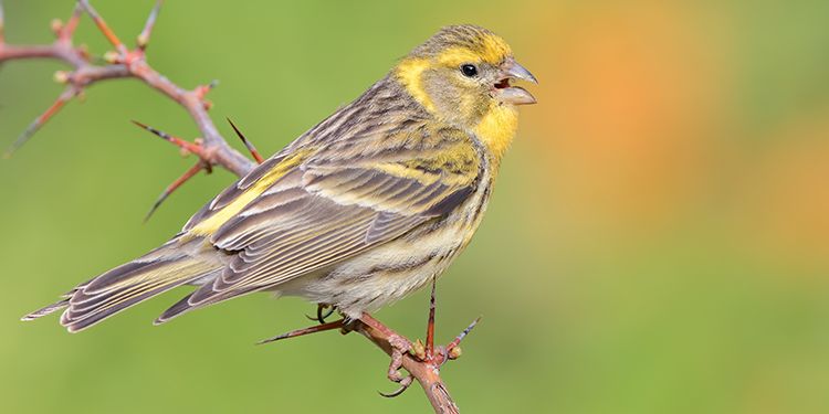 Photos of passerines