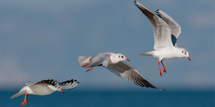 Birds photography