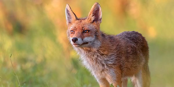 foto di animali e fauna italiana