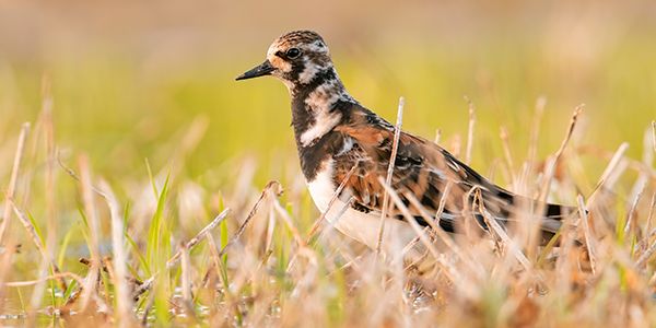 foto di uccelli caradriformi