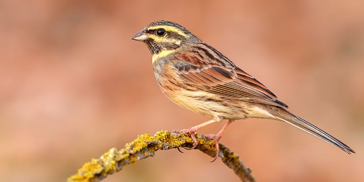 Photos of passerines