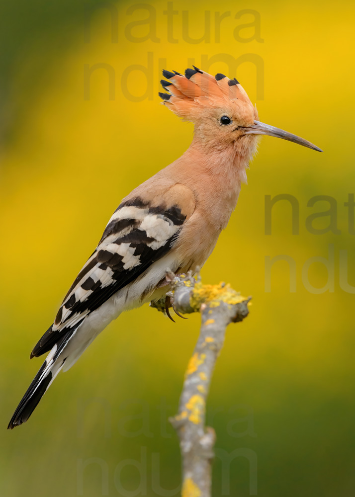 Photos of Eurasian Hoopoe (Upupa epops)