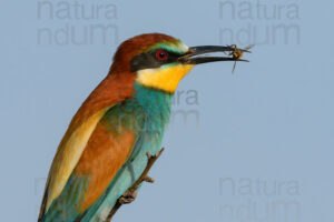 Foto di Gruccione (Merops apiaster)