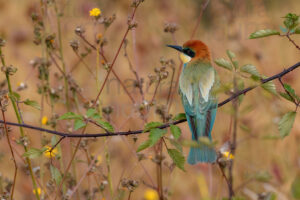 Foto di Gruccione (Merops apiaster)