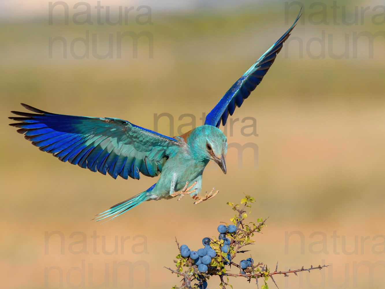 Foto di Ghiandaia marina (Coracias garrulus)