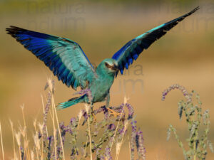 Photos of European Roller (Coracias garrulus)