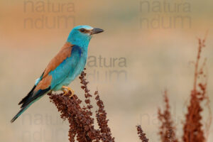 Foto di Ghiandaia marina (Coracias garrulus)