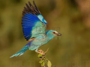 Photos of European Roller (Coracias garrulus)