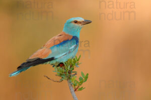 Foto di Ghiandaia marina (Coracias garrulus)