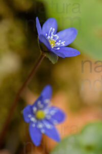 Foto di Erba trinità (Hepatica nobilis)