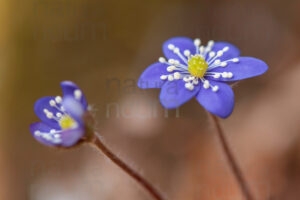 Foto di Erba trinità (Hepatica nobilis)