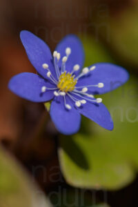 Foto di Erba trinità (Hepatica nobilis)