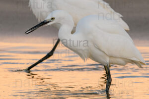 Photos of Little Egret (Egret garzetta)