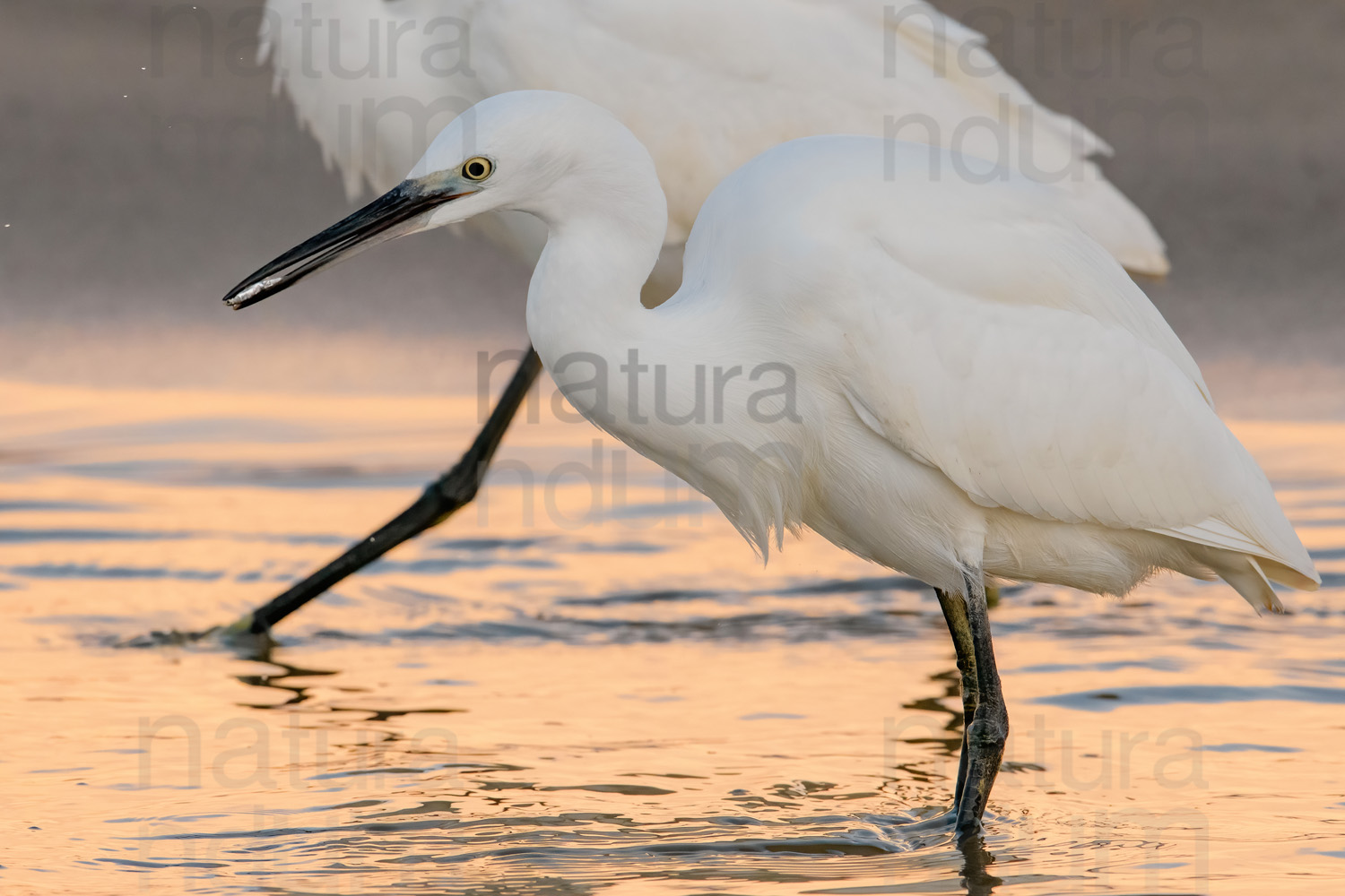 Foto di Garzetta (Egretta garzetta)