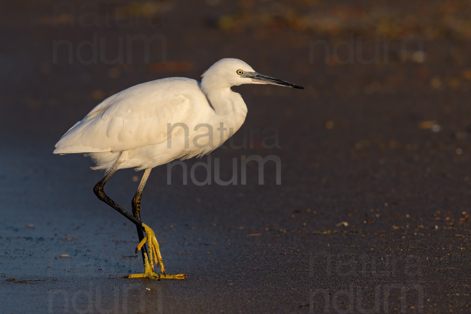 Foto di Garzetta (Egretta garzetta)