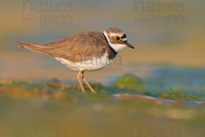 Photos of Little Ringed Plover (Charadrius dubius)