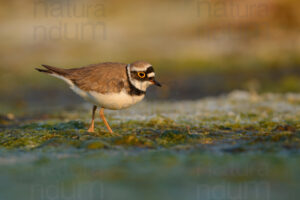 Foto di Corriere piccolo (Charadrius dubius)